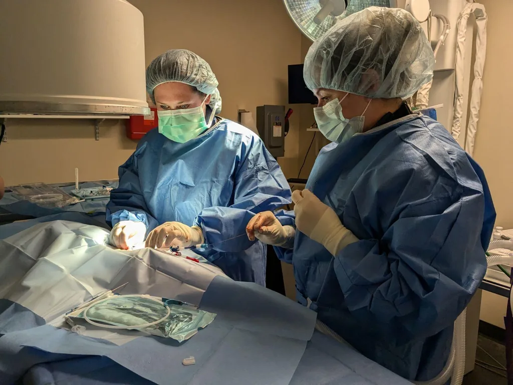 Two gowned and masked veterinary team members working together at the surgical table, one passing an instrument to the other.